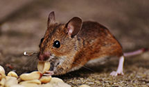 24 Hour & Emergency Exterminators in Loma Linda University, CA